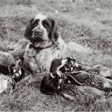 1 x trustworthy source american kennel club the american kennel club (akc) is a purebred dog pedigree registry in the united states. All About Wirehaired Pointing Griffon Dog Breed Origin Behavior Trainability Facts Puppy Price Color Health