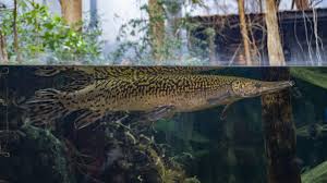 Alligator gar grows into a monster in a short time! Alligator Gar Tennessee Aquarium