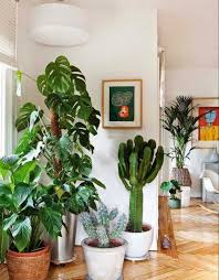 They work pretty good even with hook spine cactus. Como Plantar Morangos Em Casa Pflanzen Plant Decor Indoor Plant Decor Best Indoor Plants