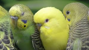 My foster mom has been working with me on my stage fri. Budgies For Sale Alen Axp Budgie Community Alenaxp Com