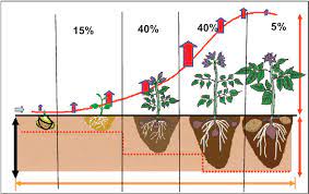 Tubers begin forming on the end of stolons (underground. Percentage Of Nutrient Uptake At Different Growth Stages Of Potato Download Scientific Diagram