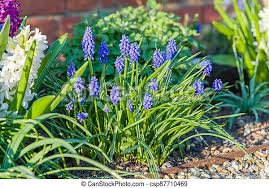 Blues of spring a scintillating flower bouquet made up of heavenly scented blue hyacinth, blue anemone and purple tulips. Spring Flower Border Muscari Or Grape Hyacinth Flowers Uk Spring Garden Flower Border With Flowering Blue Muscari Canstock
