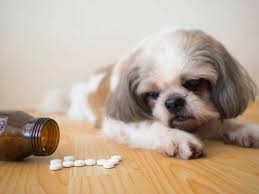 The earlier treatment starts, the better the outcome. Ibuprofen Toxicity In Dogs And Cats Dartmouth Veterinary Hospital