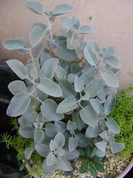 Kalanchoe Bracteata Silver Teaspoons World Of Succulents