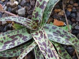 Image result for Ledebouria Unidentified sp. no4.