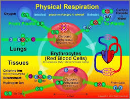 Maybe you would like to learn more about one of these? What Is The Difference Between External Respiration And Cellular Respiration Quora