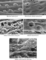 Efb commonly has a high moisture content, which lowers the combustion temperature and reduces. Pdf Hydrolysis Of Empty Fruit Bunches Of Palm Oil Elaeis Guineensis Jacq By Chemical Physical And Enzymatic Methods For Bioethanol Production Semantic Scholar