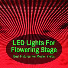 Do you think i should be looking for something specially dedicated for the flowering stage, or just decent led lamp which is full spectrum, ok for. Led Lights For Flowering Stage Best Bloom Fixtures For Monster Yields Grow Light Info