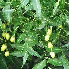 Image result for Azadirachta indica