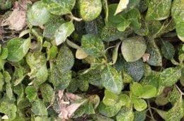 Diseases, pests, and other plant problems: Euonymus Scale K State Turf And Landscape Blog