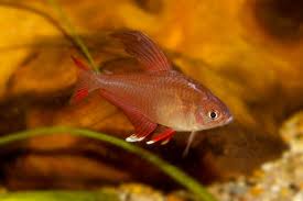 Image result for Tetradenia bainesii