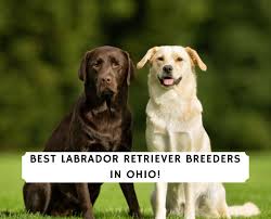 Our females and stud, southern field's garrett's shine, are chic certified and. 5 Best Labrador Retriever Breeders In Ohio 2021 We Love Doodles