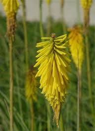 Image result for Kniphofia grantii