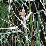 Image result for Carex macrophyllidion