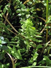 Image result for Berula erecta