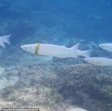 His birth sign is leo and his life path number is 7. Snorkeller Finds Wedding Ring Wrapped Around A Fish On Norfolk Island Newsfeed
