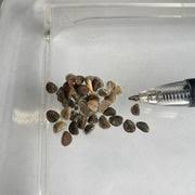 Image result for Ipomoea magnusiana