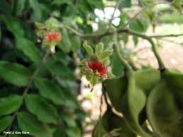 Image result for Osyris compressa