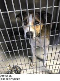 Wyandotte county, kansas city, ksid: Pin On Need Adopted Love 3