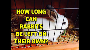 Learn how to tell the difference and what you can do to keep your pet healthy. My Rabbit Is Shaking And Lying Down Why It Happens Youtube
