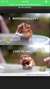 I Am A Cleaning Hamster Hello Cute Animal Pictures Cute Funny Animals Funny Animals
