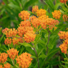 Image result for Asclepias longissima