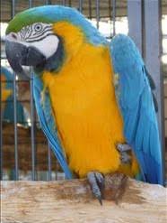 Beautiful, captivating, intelligent, and majestic, blue and gold macaw are one of the most popular large parrots. Macaw Pair For Sale Uk