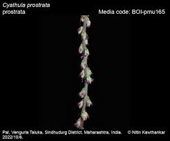 Image result for Cyathula