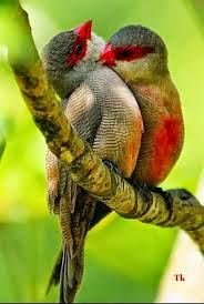 Google Beautiful Birds Pet Birds Animals