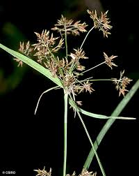 Image result for Rhynchospora eximia
