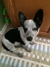 Lee has given me the best thing i could ever imagine; Jesse The Cowgirl Cowboy Corgi Corgi Puppies