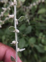 Image result for Aerva