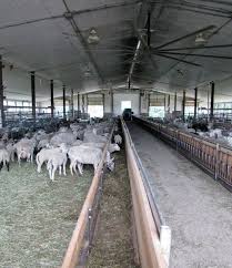Pin By Mohammad On Ciftlikler Cattle Ranching Farming In Canada Sheep Farm
