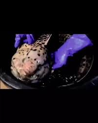 happy ramadan ikea shark diving fishing jeddah ikea jeddah new fur ايكيا جده سيارات جوائز جده جديد ابداع pax ايكيا ca instagram posts food desserts