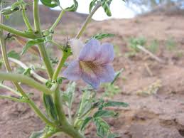 Image result for Sesamum triphyllum