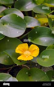 Image result for Limnocharitaceae