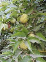 Image result for Maclura africana