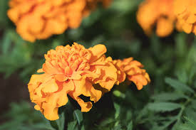With melbourne fresh flowers, ordering a spring flower bouquet delivery is as smooth and rewarding as a day out at the spa! Flowers In Bloom This Winter