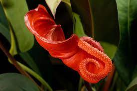 The botanical latin names of plant can give you a hint. Anthurium Flower Facts Growing Caring Anthuriums Plant Anthurium Flower Strange Flowers Anthurium Plant