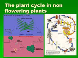 Non flowering plants are generaly much simpler than flowering plants. Plant Reproduction The Plant Cycle Asexual Reproduction Ppt Video Online Download