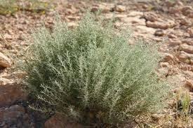 الأعشاب الطبية صور لبعض الاعشاب الطبية وفوائدها Herbs Plants Health