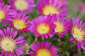 One flower spike can have multiple offsets that all produce the most wonderful little pink, yellow, or orange plenty of light is appreciated, but this species doesn't actually need as much direct sun as others and can do well in bright indirect light. Delosperma Wheels Of Wonder Hot Pink Wonder Ice Plant