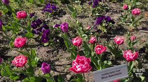 Oletko käynyt kohteessa britzer garten? Tulipan Im Britzer Garten