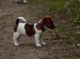 Entree Nos Chiots Blog Chiot Jack Russel Chiot Bebe Chien