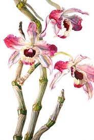 Botanical Reproduction Fine Art Prints Of Flowers Initialed By The Artist Botanical Painting Botanical Prints Flower Painting