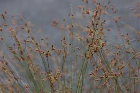 Image result for Bulbostylis sp.no.4