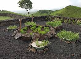 Image result for Kyllinga robinsoniana