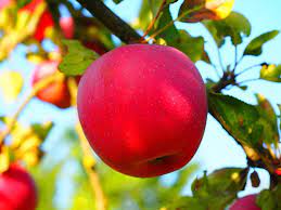 We did not find results for: Apel Pohon Apel Buah Merah Matang Segar Sehat Vitamin Kebun Buah Buahan Pikist