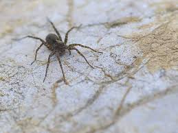 One species of black widow spider, the northern widow (latrodectus variolus), is found in lower michigan, where it tends to live in outdoor areas away from activity, such as in wood piles and hollow logs. Wolf Spider Bite Pictures Treatment Symptoms And More