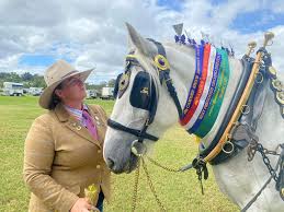 Ted the magnificient Grey Shire Stallion